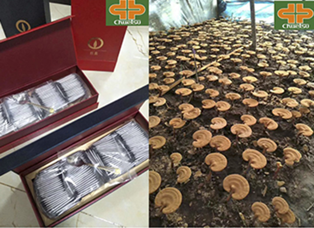 中國(guó)産品 靈芝粉